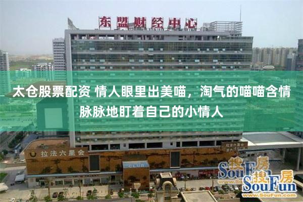 太仓股票配资 情人眼里出美喵，淘气的喵喵含情脉脉地盯着自己的小情人